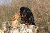 CAVALIER KING CHARLES 397